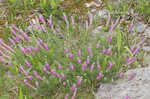 Purple prairie clover